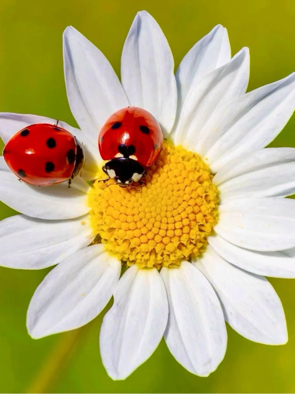 🐞🌿🌞🐞🌿🌞🐞🌿🌞🐞🌿🌞🐞🌿 - Picture 2 of 10